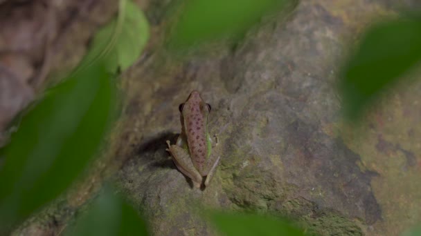 Bakåt Malaysisk Vitlippad Groda Chalcorana Labialis Sitter Sten Med Gröna — Stockvideo