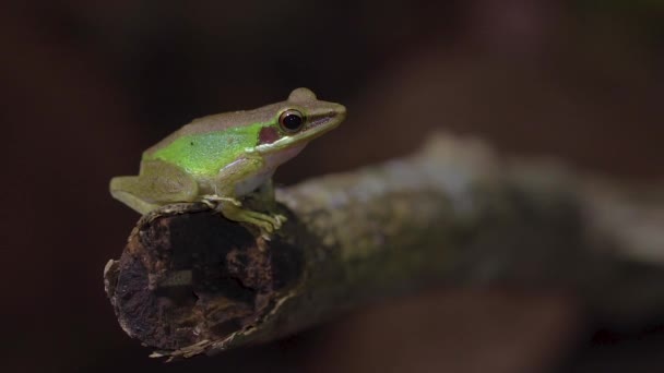 Малайская Белогубая Древесная Лягушка Chalcorana Labialis Выпрыгивает Рамы Ветки Дерева — стоковое видео