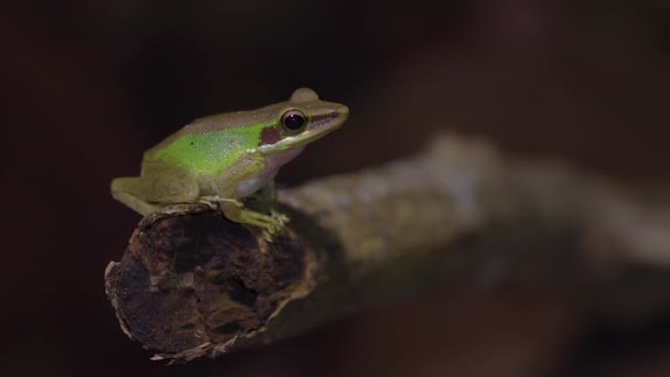 말라야 개구리 Halcorana Labialis 정글에 나뭇가지에 우림의 사파리 — 비디오
