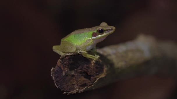 ジャングルの木の枝に座っているマレーシアの白い唇の木のカエル Chalcorana Labialis 熱帯雨林でのナイトサファリ 閉めろ スローモーション — ストック動画