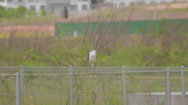 Egretta Garzetta Стоїть Сталевому Паркані Білий Птах Сидів Паркані — стокове відео