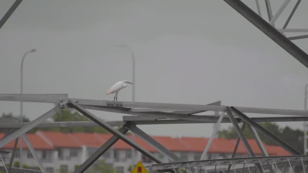 Kleine Zilverreiger Egretta Garzetta Staande Elektriciteit Stalen Pyloon Toren Een — Stockvideo