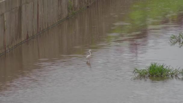 Kleine Zilverreiger Egretta Garzetta Staand Een Vijverwater Een Witte Vogel — Stockvideo