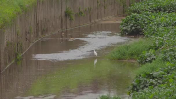 Lilla Egret Egretta Garzetta Står Damm Vatten Vit Fågel Placerad — Stockvideo