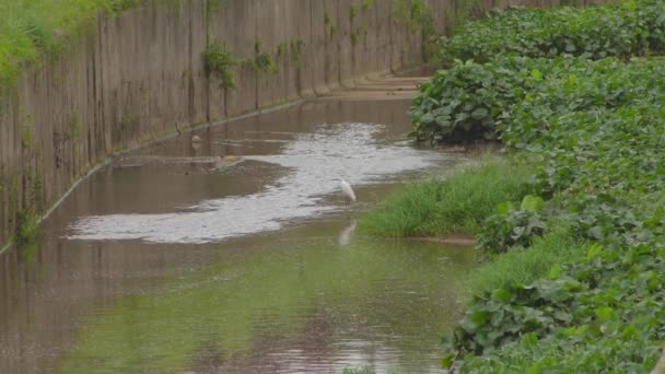 Lilla Egret Egretta Garzetta Står Damm Vatten Vit Fågel Placerad — Stockvideo