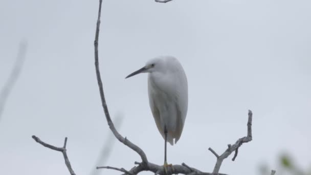 Pequeno Egret Egretta Garzetta Ramo Seco Pássaro Branco Empoleirado Árvore — Vídeo de Stock