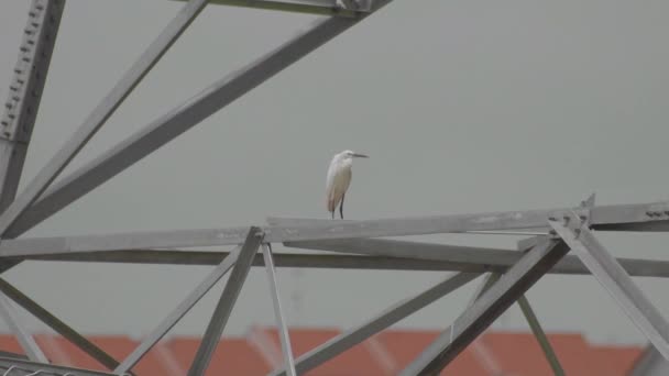 Seidenreiher Egretta Garzetta Steht Auf Einem Strommast Ein Weißer Vogel — Stockvideo