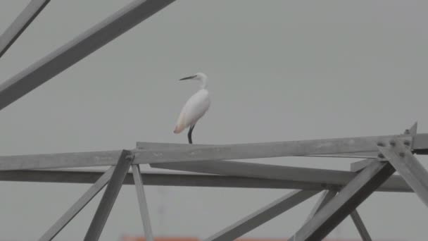 Little Egret Egretta Garzetta Berdiri Atas Menara Tiang Baja Listrik — Stok Video