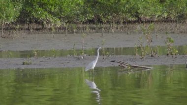 Büyük Akbalıkçıl (Ardea alba) mangrov sulak arka planda sığ bir suda duruyor. Mangrov bataklığının alçak sularına tünemiş büyük beyaz balıkçıl, Parit Jawa, Malezya.