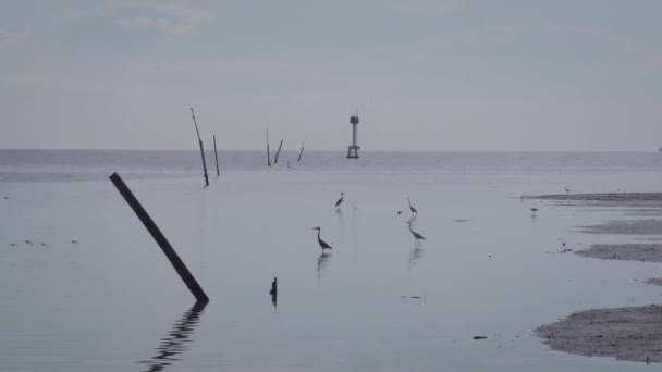 Grupa Ptaków Żyjących Płytkiej Wodzie Wybrzeży Sylwetka Żołędzi Bagnach Odpływowych — Wideo stockowe