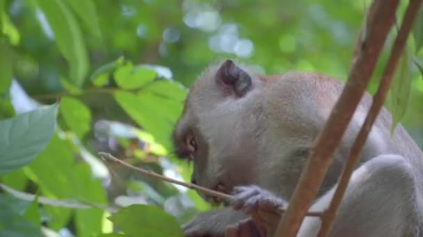 Macaco Dalla Coda Lunga Che Mangia Foglie Fiori Albero Nella — Video Stock