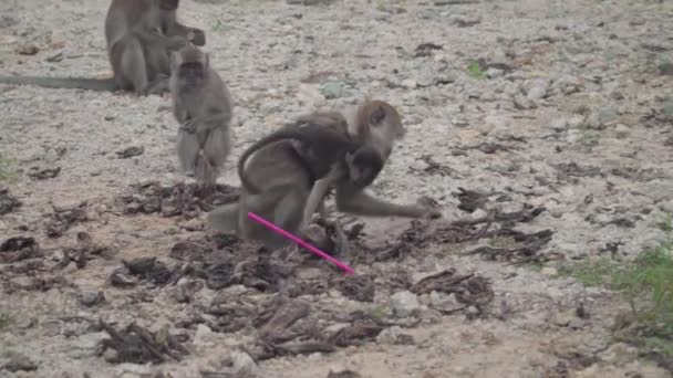 長い尾のマカク カニを食べるマカクの母親と赤ちゃんの食べ物を探しています 猿の赤ちゃんを保持し プラスチック製のわらを噛む サルの餌のグループ — ストック動画