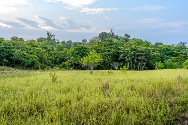 Çimen çayır tarlasında yapayalnız bir ağaç. Yoğun yemyeşil orman arka planına sahip. Kırsal alan, tek bir ağaçla mavi bulutlu gökyüzünde akşam gün batımında