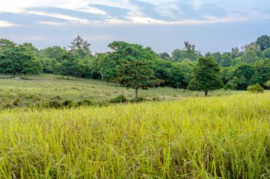Çimen çayır tarlasında yapayalnız bir ağaç. Yoğun yemyeşil orman arka planına sahip. Kırsal alan, tek bir ağaçla mavi bulutlu gökyüzünde akşam gün batımında
