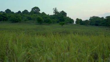 Bulutlu bir gökyüzünün altında yemyeşil çayır tarlasının yakın görüntüsü. Orman ağaçlarının arka planında uzun otların izini sürüyorum.