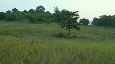 Bulutlu gökyüzünün altında yemyeşil bir tarlada duran yalnız bir ağacın havadan görünüşü. İzleme, çayırın ortasında orman geçmişi olan yalnız bir ağacı vurdu. Akşam batımı