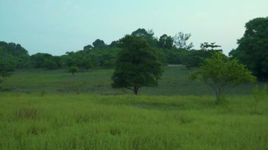 Bulutlu gökyüzünün altında yemyeşil bir tarlada duran yalnız bir ağacın havadan görünüşü. İzleme, çayırın ortasında orman geçmişi olan yalnız bir ağacı vurdu. Akşam batımı