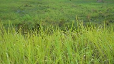 Yaz ayının yakın çekim yakın yeşil çayır arka plan yemyeşil çim ön plan