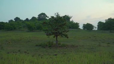 Bulutlu gökyüzünün altında yemyeşil bir tarlada duran yalnız bir ağacın havadan görünüşü. İzleme, çayırın ortasında orman geçmişi olan yalnız bir ağacı vurdu. Akşam batımı