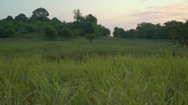 Bulutlu gökyüzünün altında yemyeşil bir tarlada duran yalnız bir ağacın havadan görünüşü. İzleme, çayırın ortasında orman geçmişi olan yalnız bir ağacı vurdu. Akşam batımı