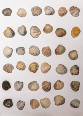 Beyaz arka planda bir sürü farklı deniz kabuğu