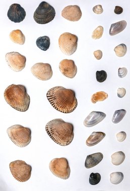 Beyaz arka planda bir sürü farklı deniz kabuğu