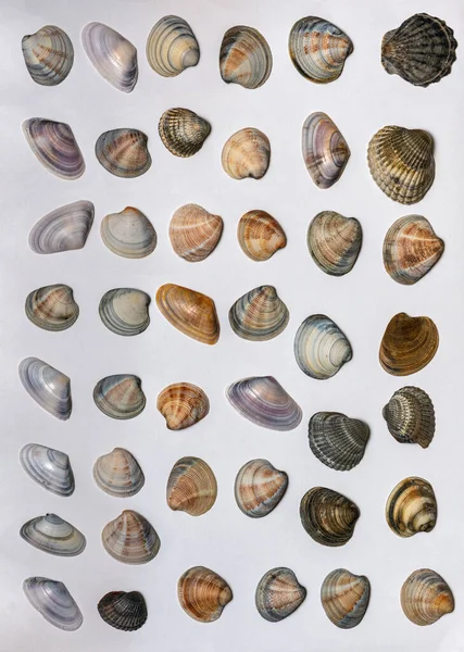 Lotes de conchas diferentes no fundo branco — Fotografia de Stock