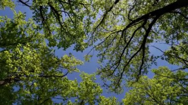 Meşe ağaçlarının ve gökyüzünün manzarası