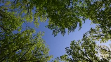 Meşe ağaçlarının ve gökyüzünün manzarası