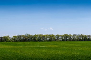 Çiçekli ve ağaçlı yeşil tarla