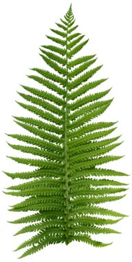 Eğreltiotu keskin makro fotoğrafını izole eder