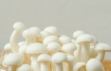 Kayın mantar ahşap zemin üzerinde