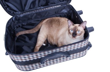 bir bavulun içinde oturan kedi