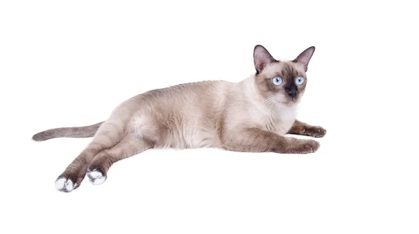 Тайский кот, сиамский кот изолировать на белом фоне — стоковое фото