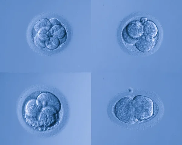 Inseminação artificial — Fotografia de Stock