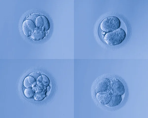 Human cells egg — Stock Photo, Image