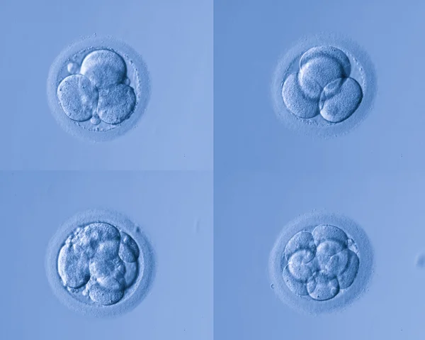 insan hücreleri yumurta