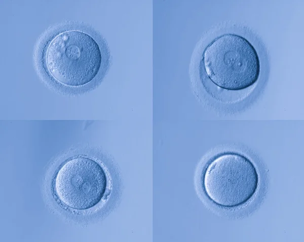 Human cells egg — Stock Photo, Image