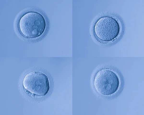 Human cells egg — Stock Photo, Image