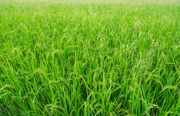 Campo de arroz —  Fotos de Stock