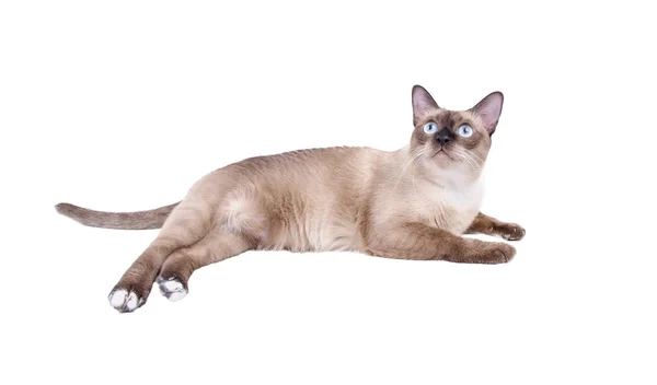 Thaise kat, Siamese kat isoleren op witte achtergrond Stockfoto