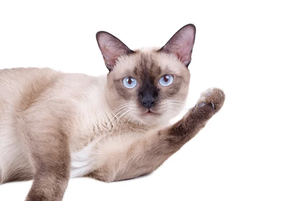 Thaise kat, Siamese kat isoleren op witte achtergrond Stockfoto