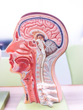 Human brain anatomy clipart