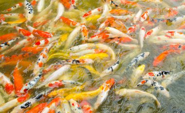 Bir su, renkli koi Balık yüzme Koi