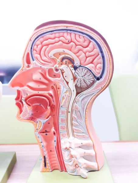 İnsan Beyni Anatomisi