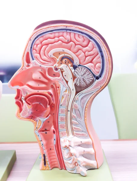 Anatomía del cerebro humano Fotos de stock libres de derechos
