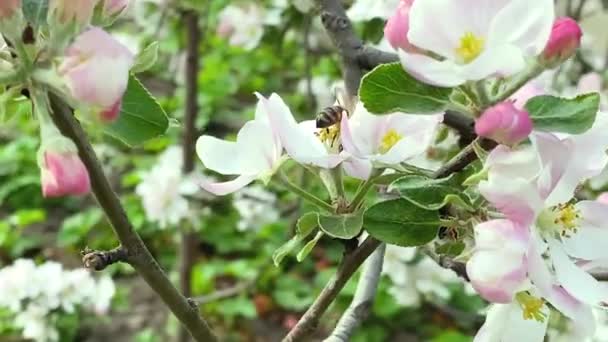 Las abejas en los manzanos que florecen. Enfoque selectivo. — Vídeo de stock