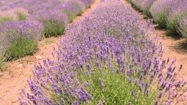 Sahada lavanta çiçeği açıyor. Seçici odak.