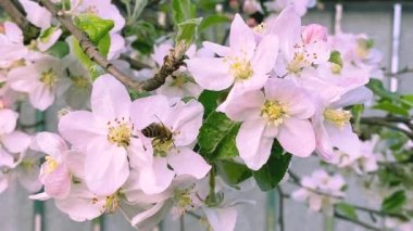 Çiçek açan elma ağaçlarındaki arılar. Seçici odak.