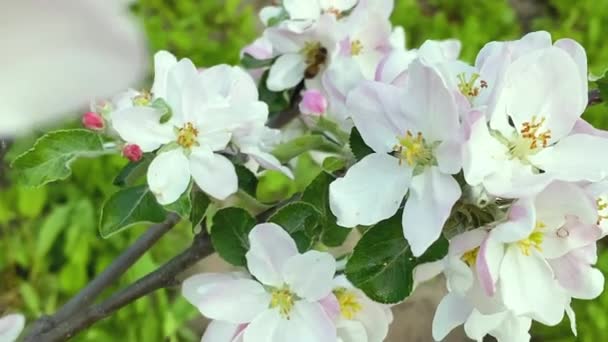 Bees on flowering apple trees. Selective focus. — Stock Video